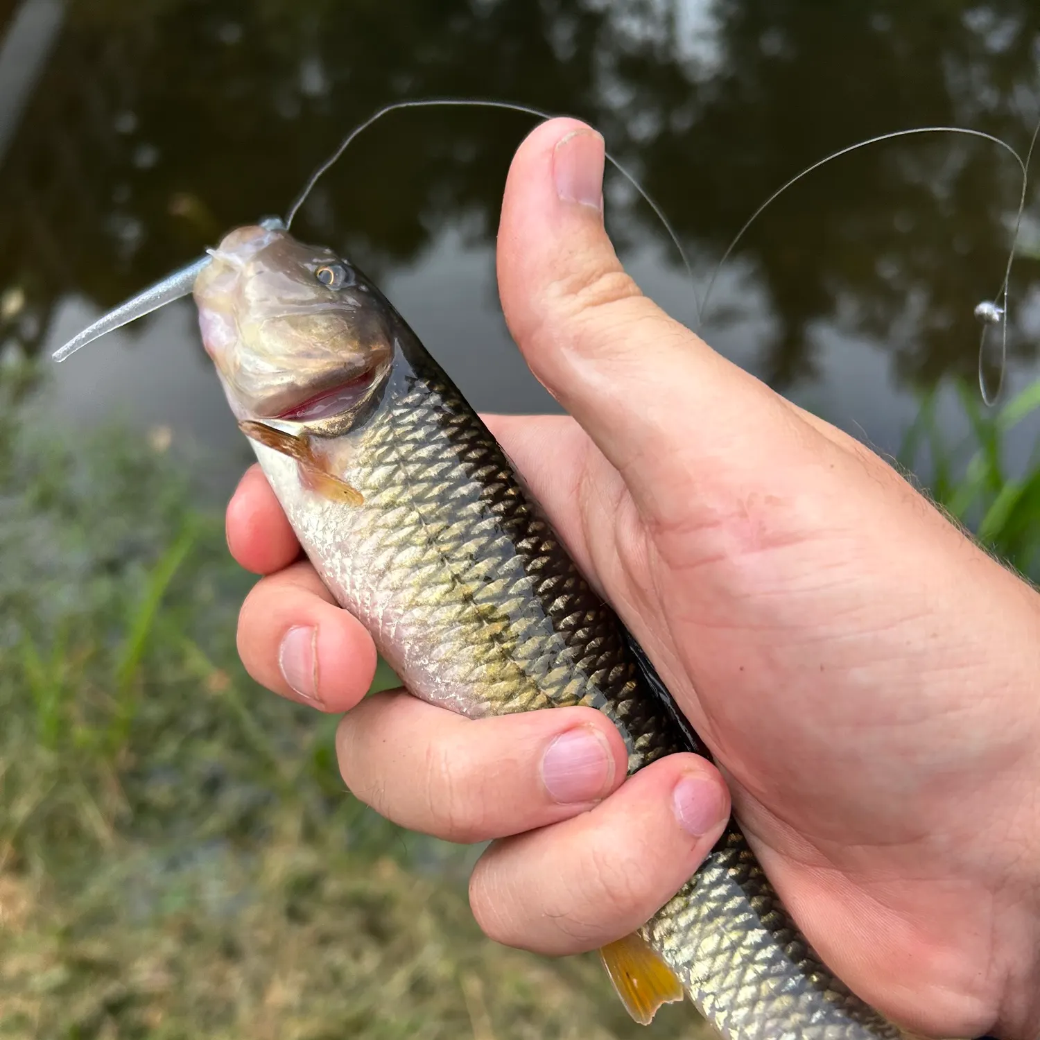 River chub caught on Fishbrain