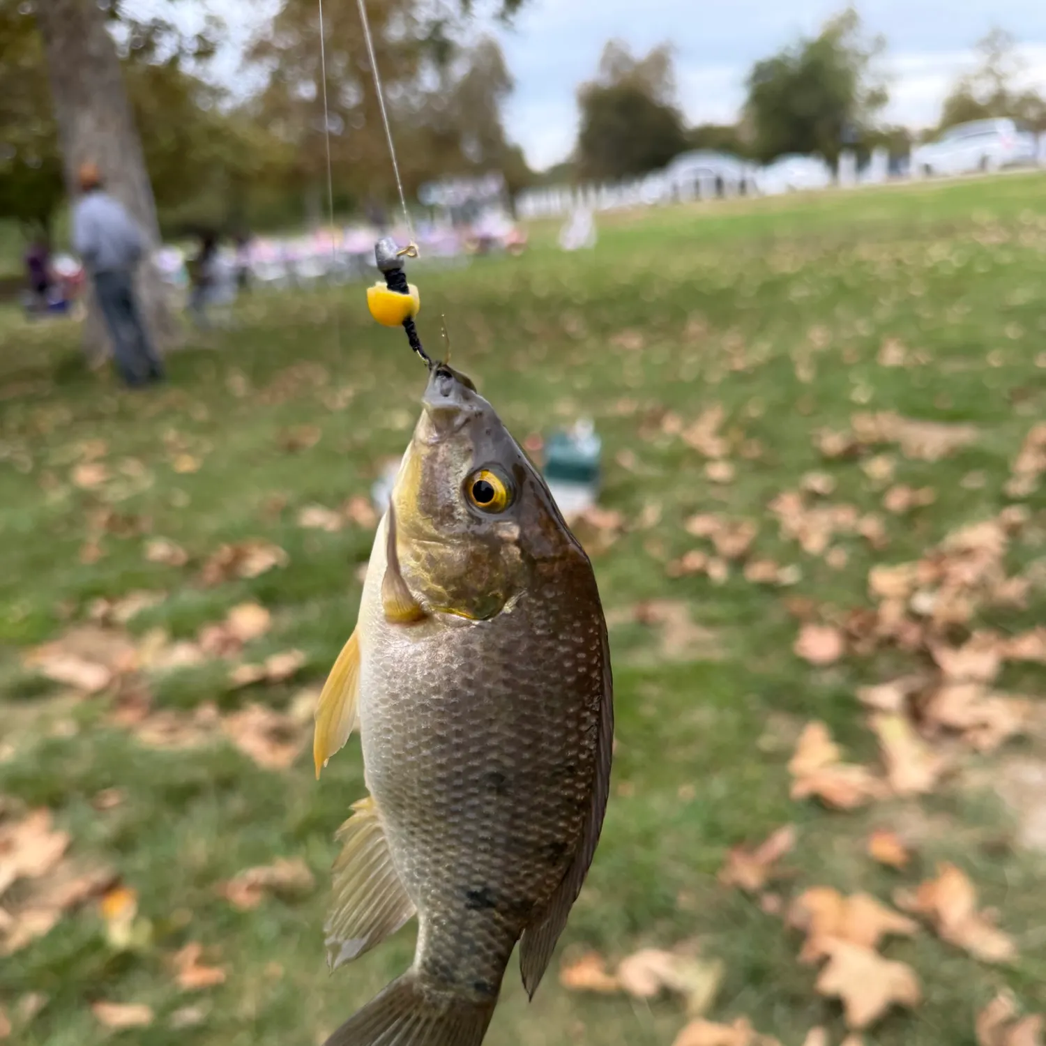 Blue tilapia caught on Fishbrain