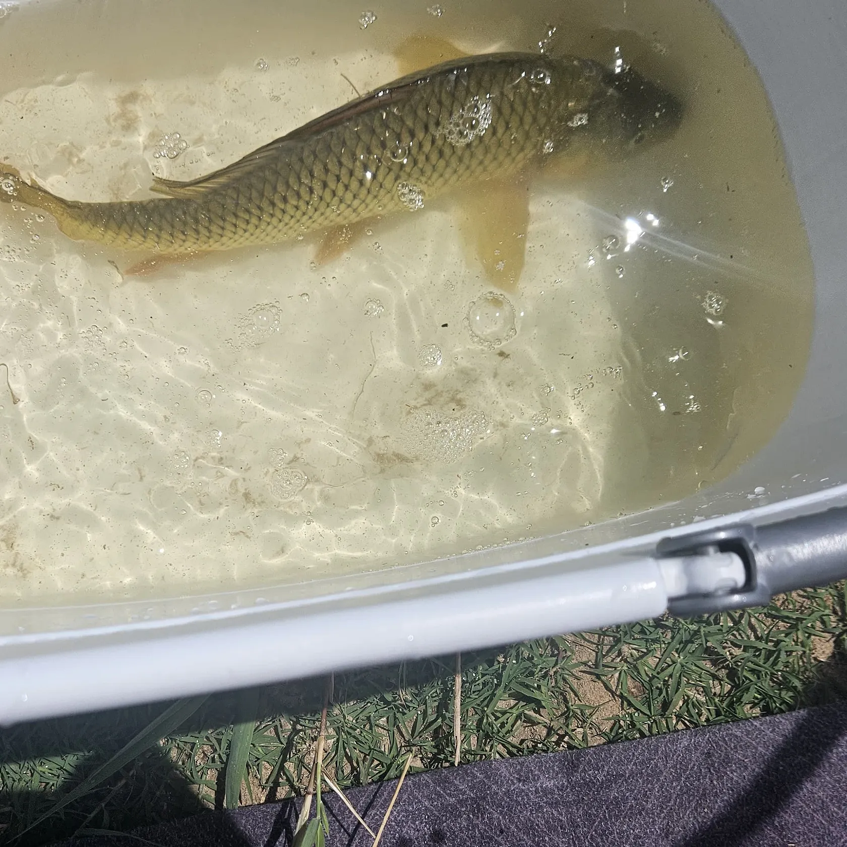 Common carp caught on Fishbrain