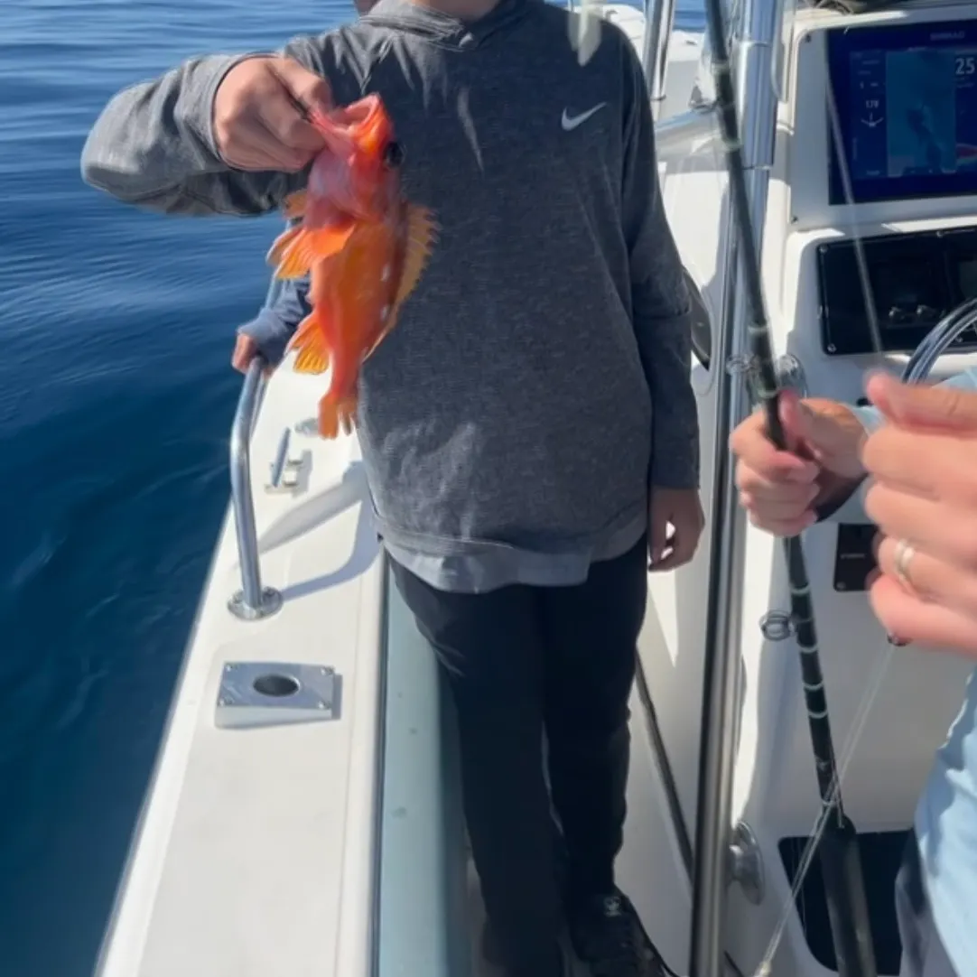 The most recent Acadian Redfish catches on Fishbrain