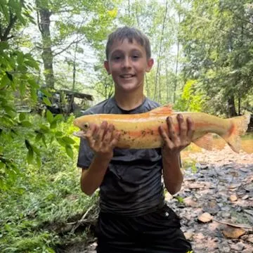The most recent Golden rainbow trout catches on Fishbrain