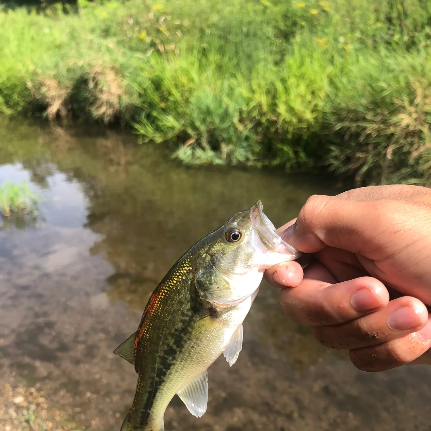 angler catch