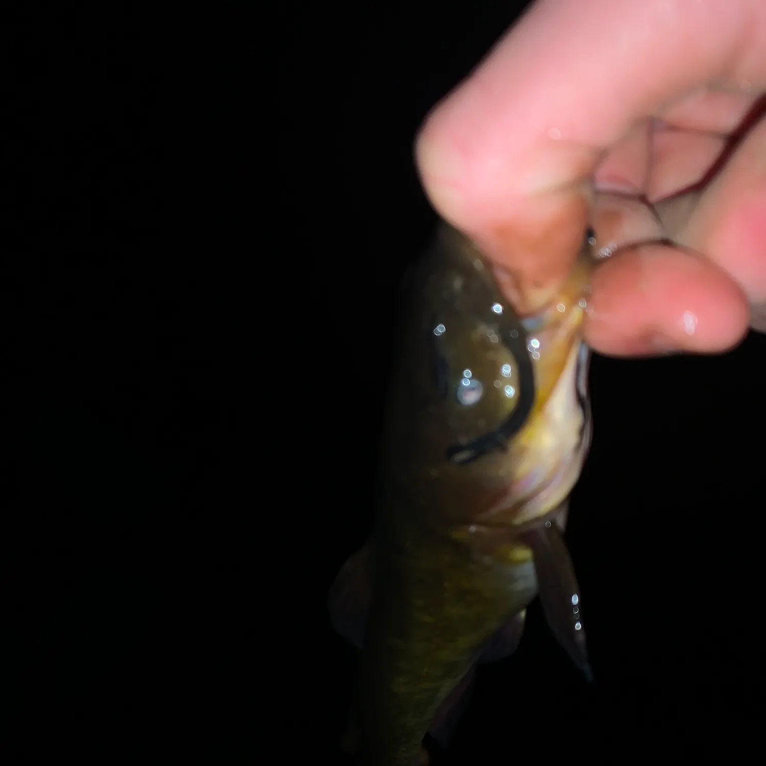 The most recent Brown bullhead catches on Fishbrain