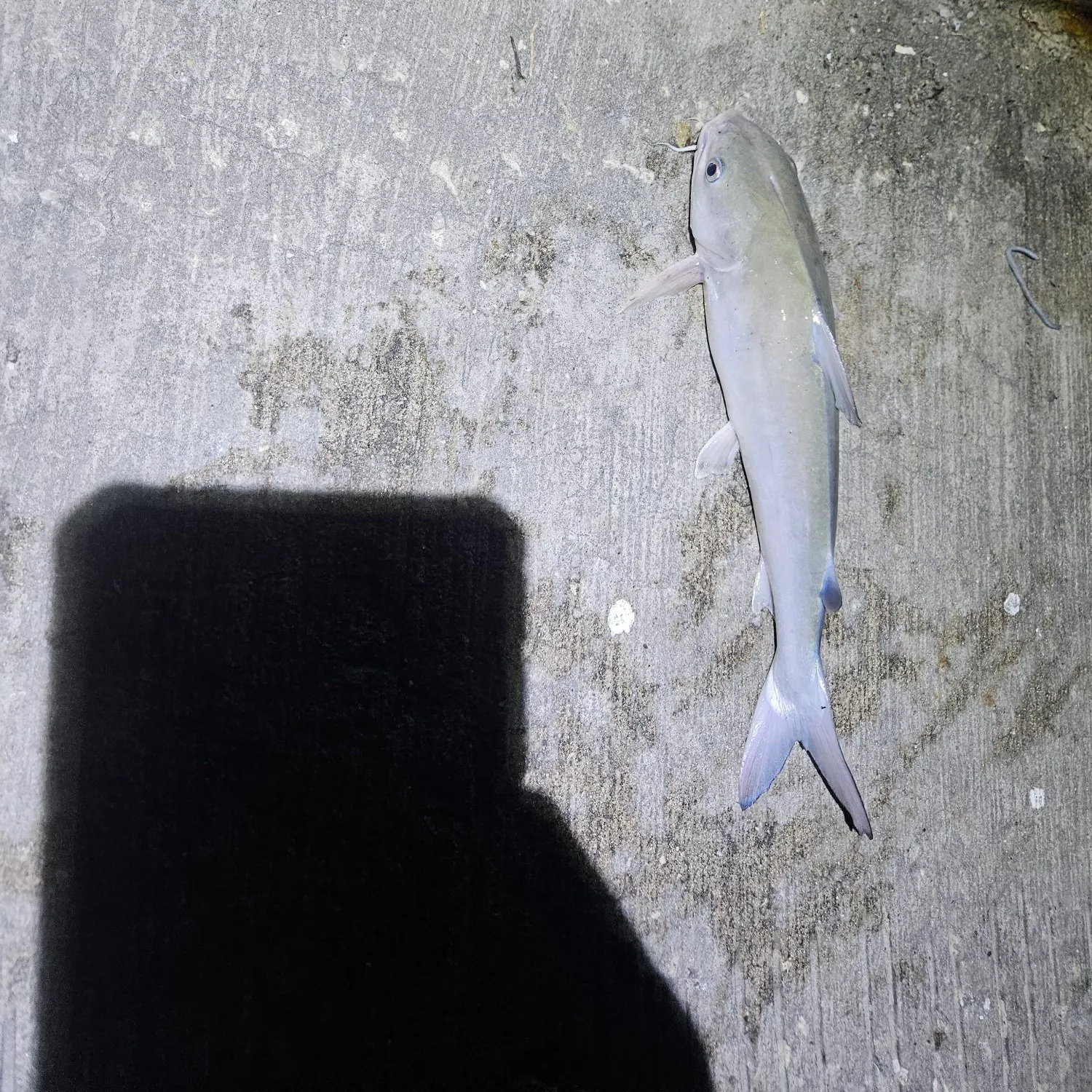 Hardhead sea catfish caught on Fishbrain