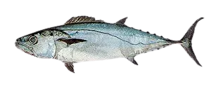 Plain bonito