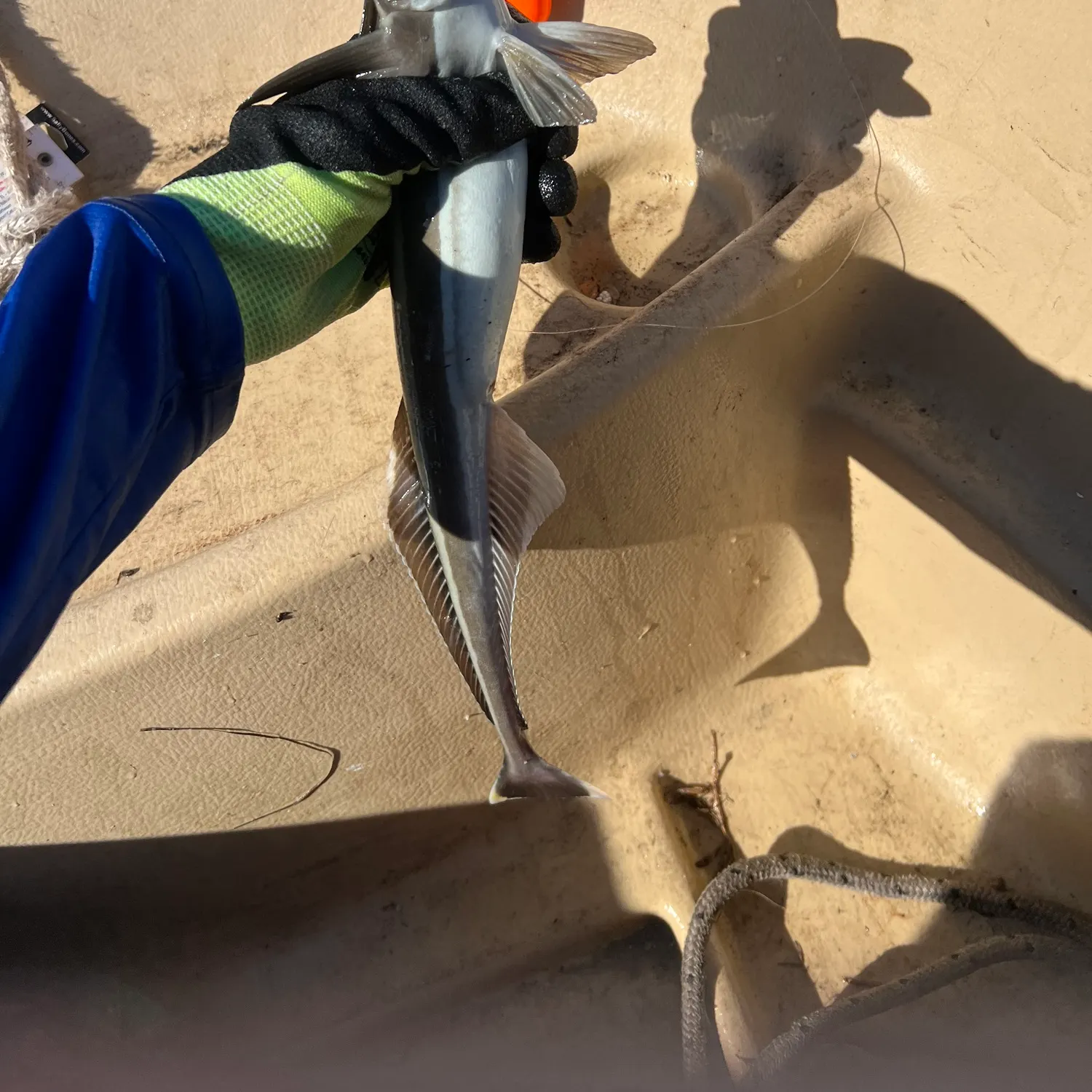 The most recent Live sharksucker catches on Fishbrain