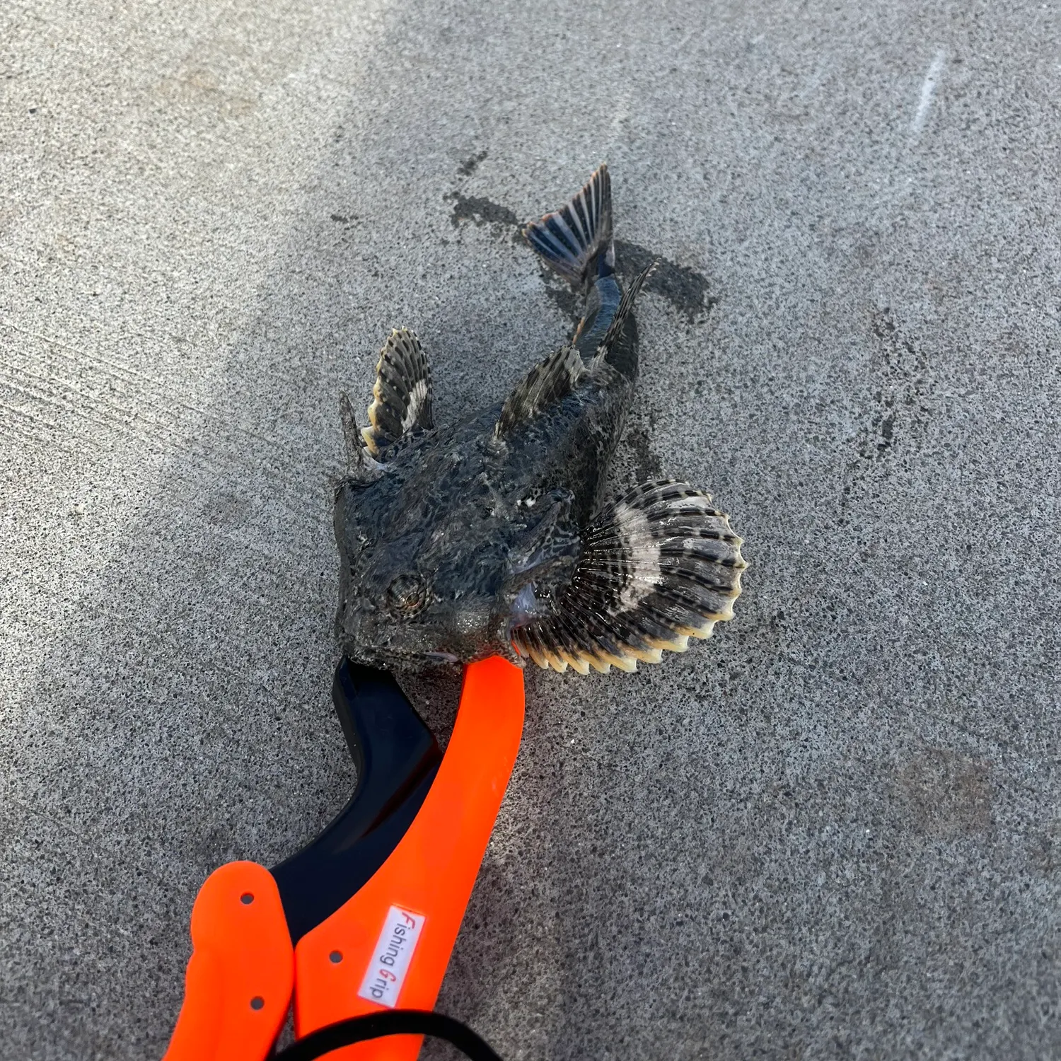 The most recent Buffalo sculpin catches on Fishbrain