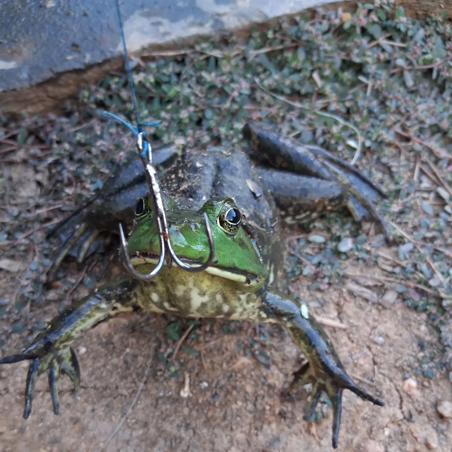 American bullfrog caught on Fishbrain