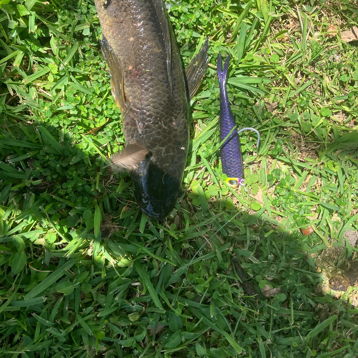 Northern snakehead caught on Fishbrain