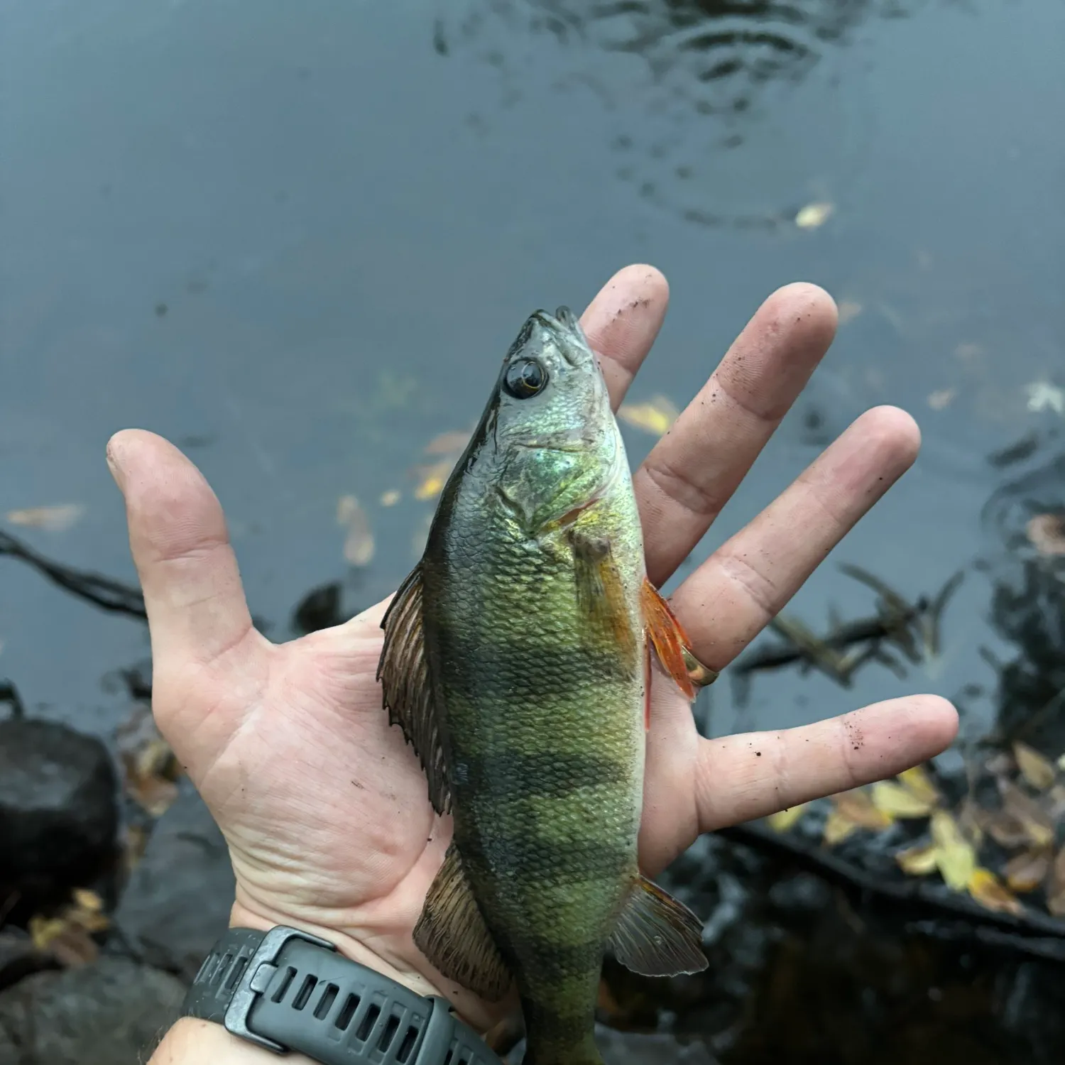 Yellow perch caught on Fishbrain