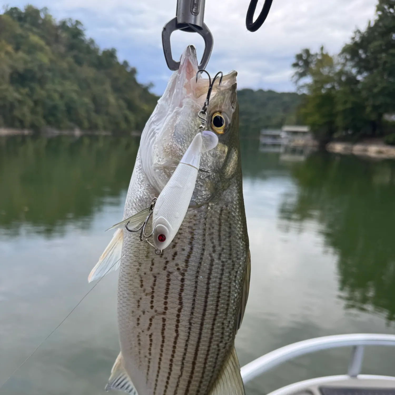 Wiper caught on Fishbrain