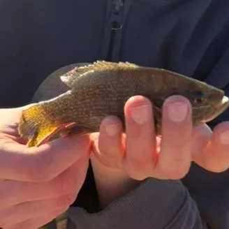 Green sunfish caught on Fishbrain