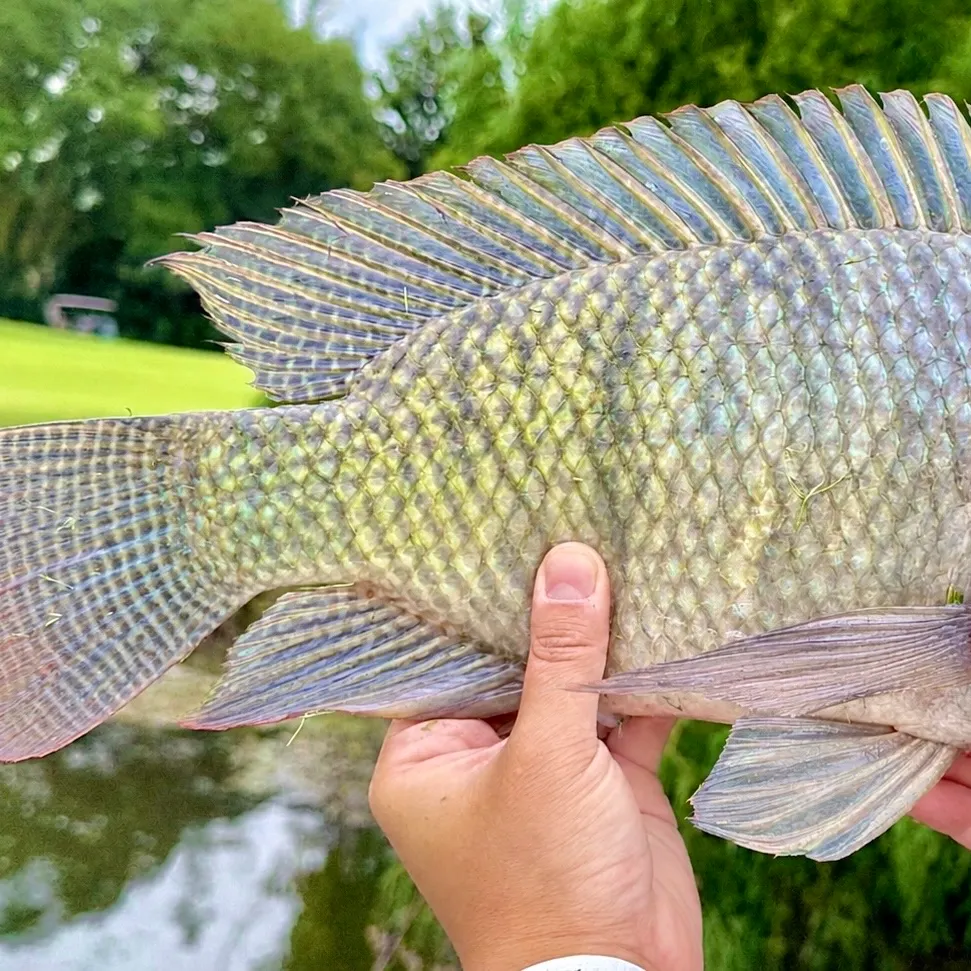 Blue tilapia caught on Fishbrain