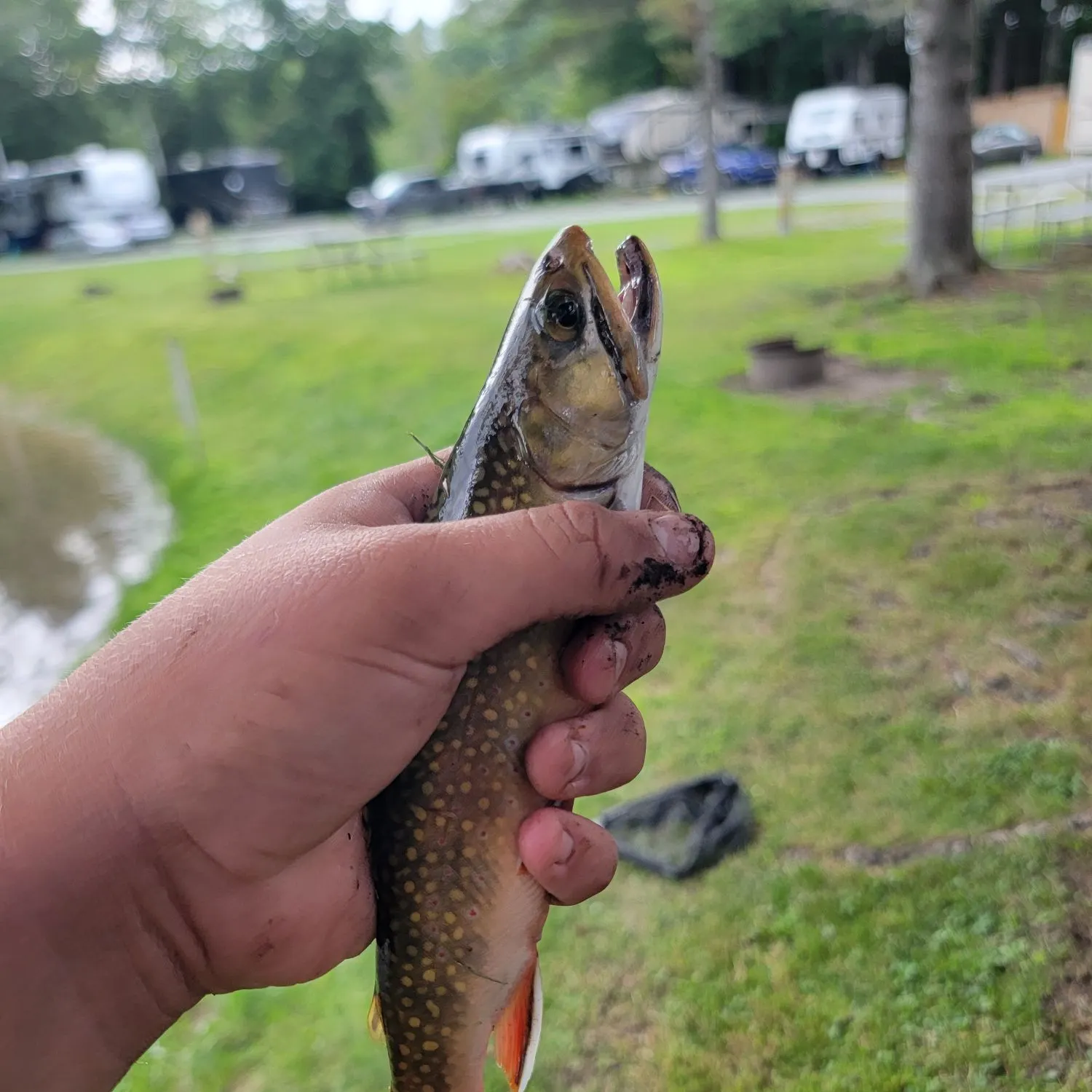 Brook trout caught on Fishbrain