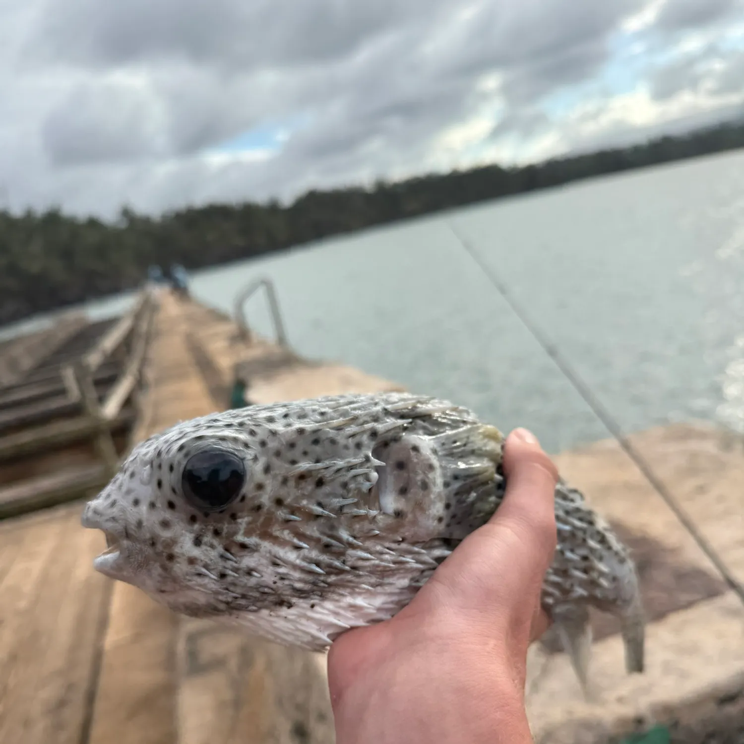 The most recent Longspined porcupinefish catches on Fishbrain