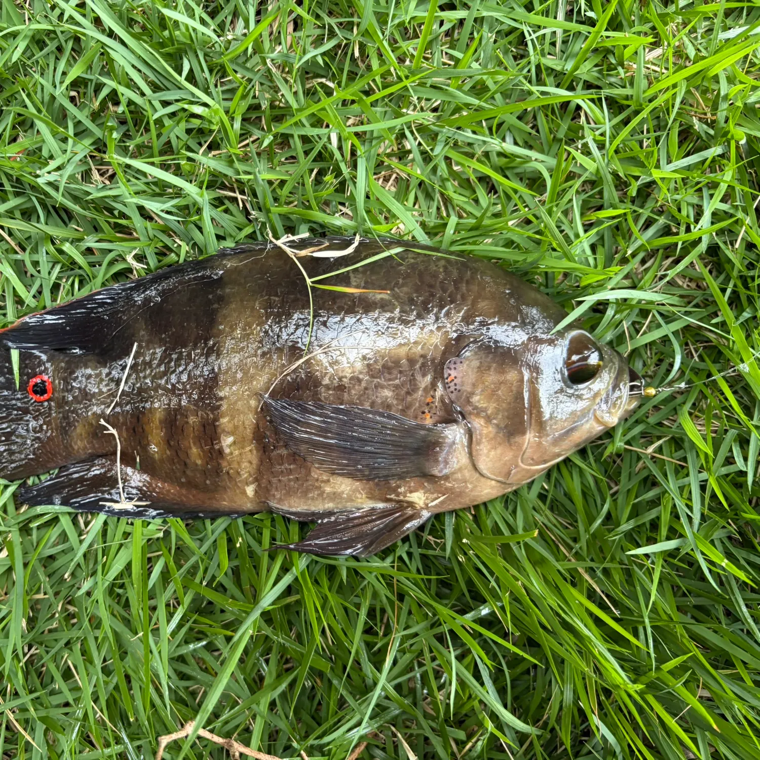 The most recent Oscar catches on Fishbrain