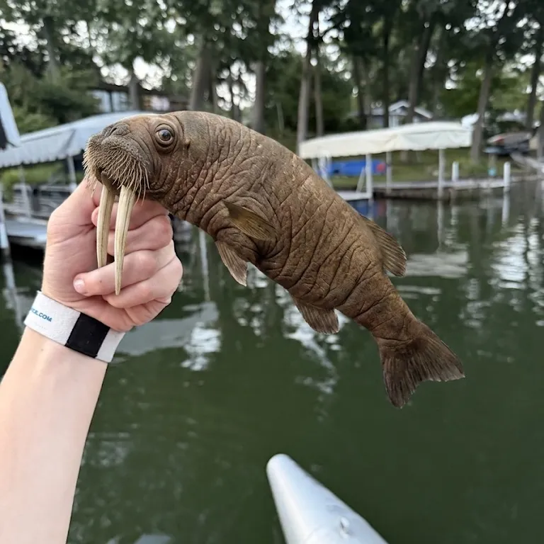 The most recent Black buffalo catches on Fishbrain