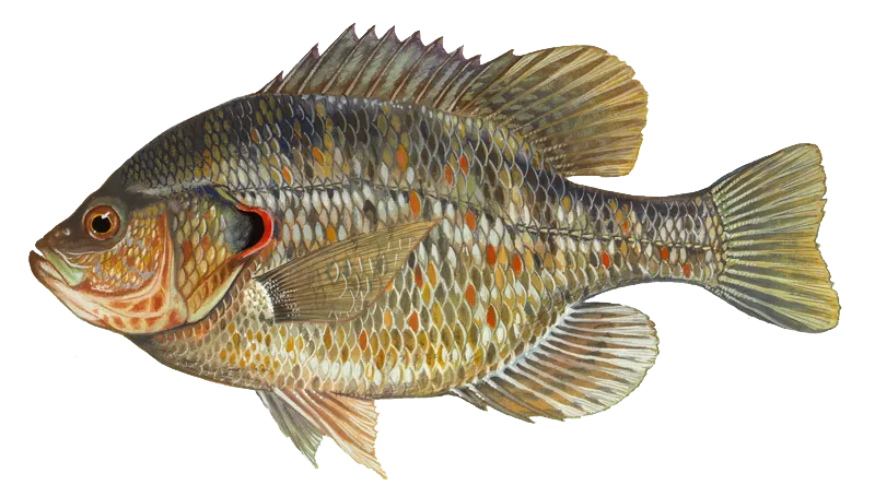 Redear sunfish