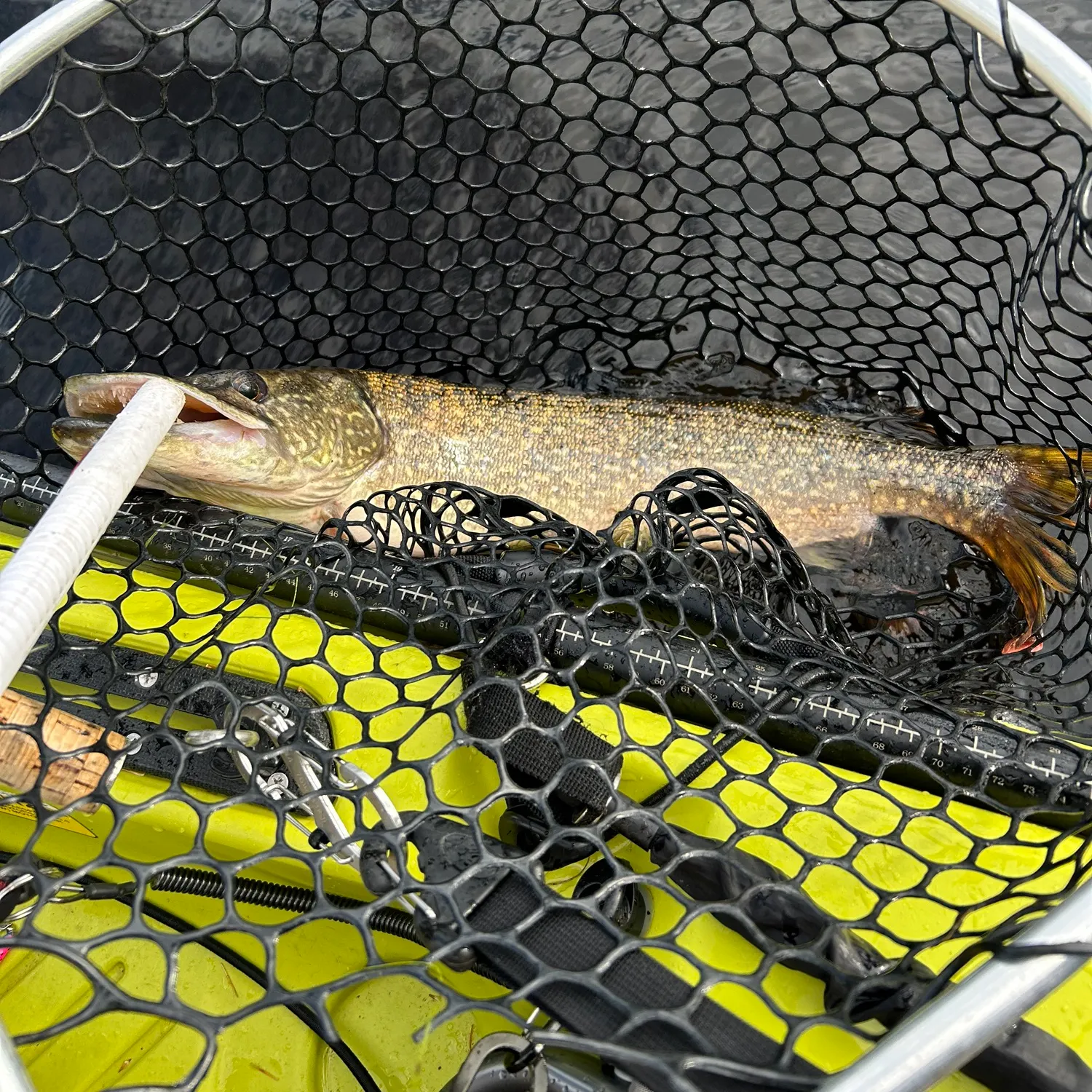 Northern pike caught on Fishbrain