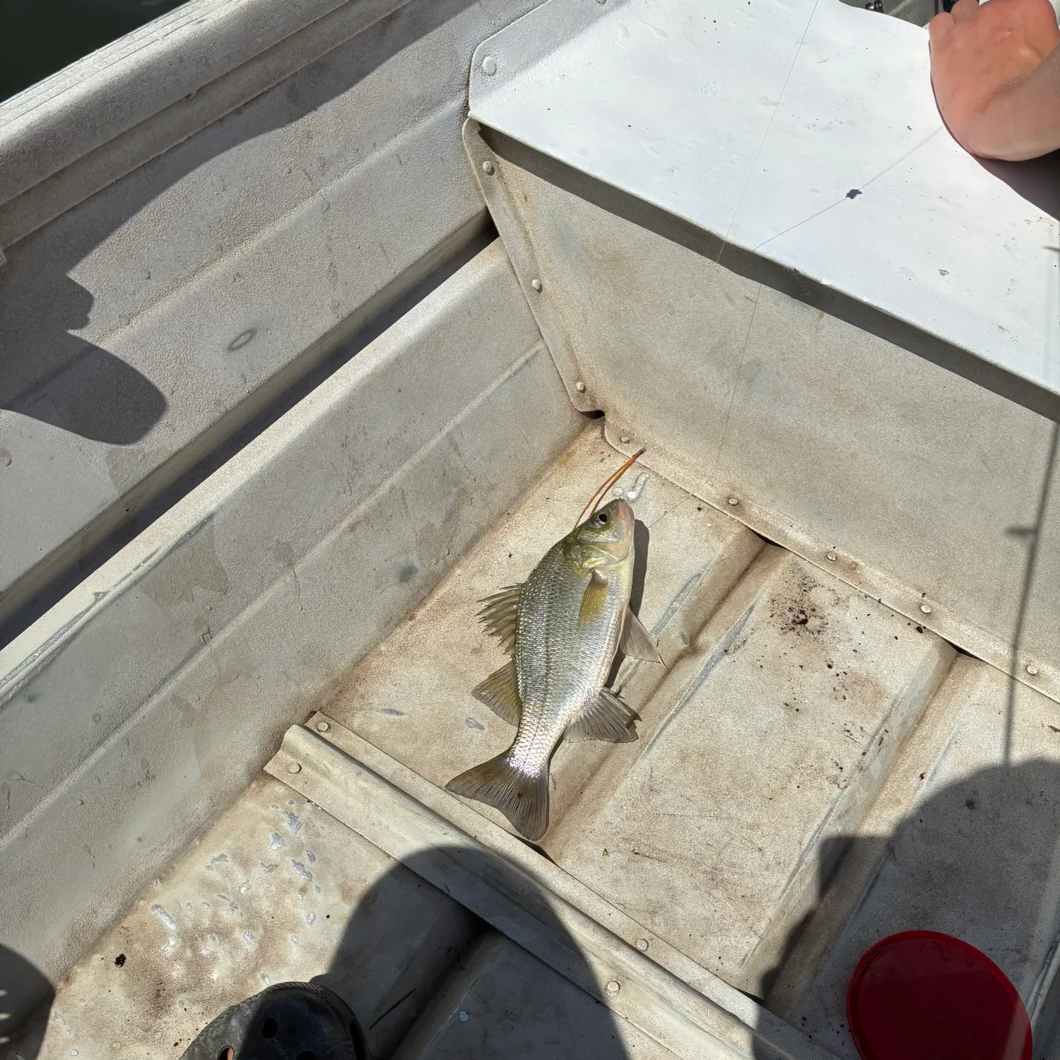 White perch caught on Fishbrain