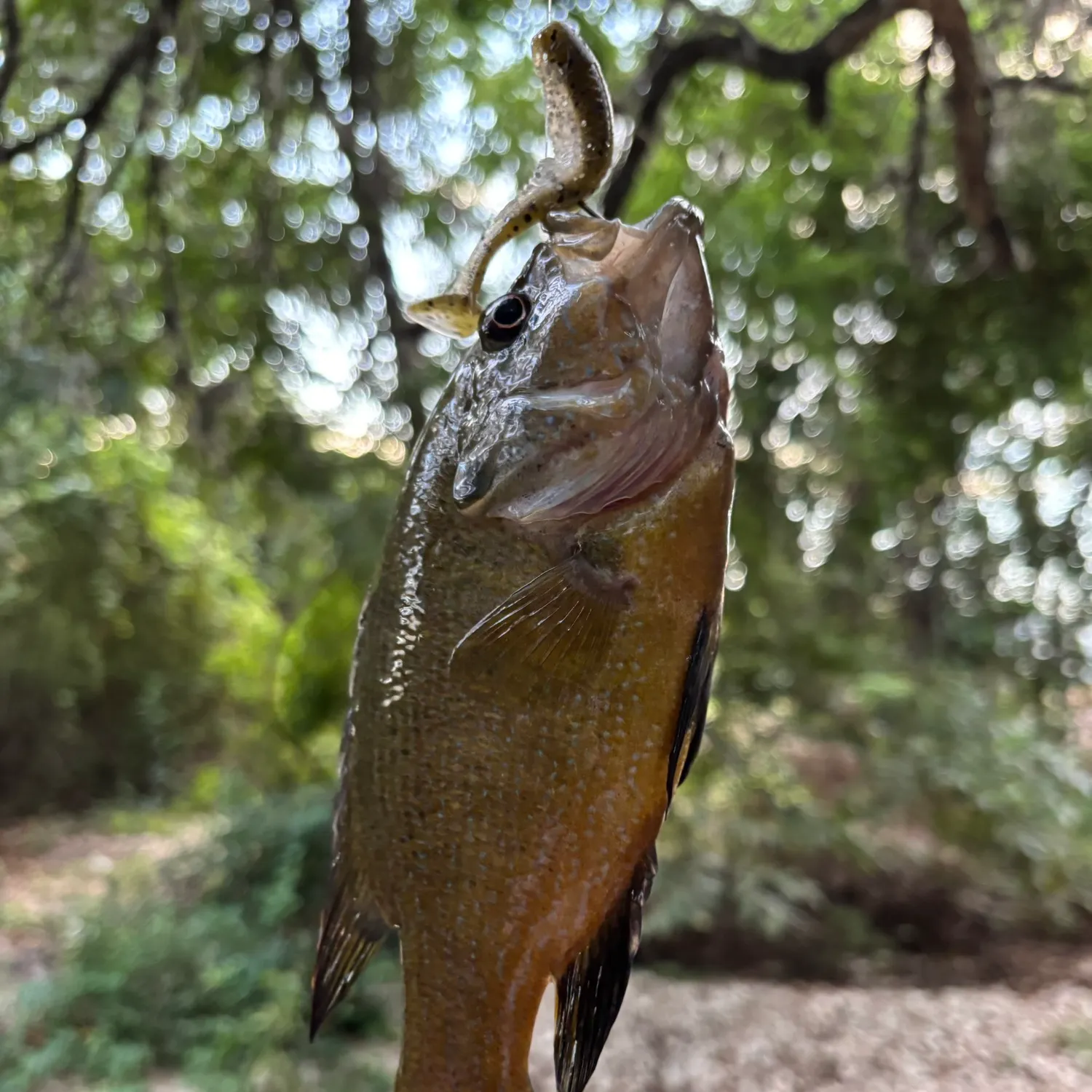 Green sunfish caught on Fishbrain