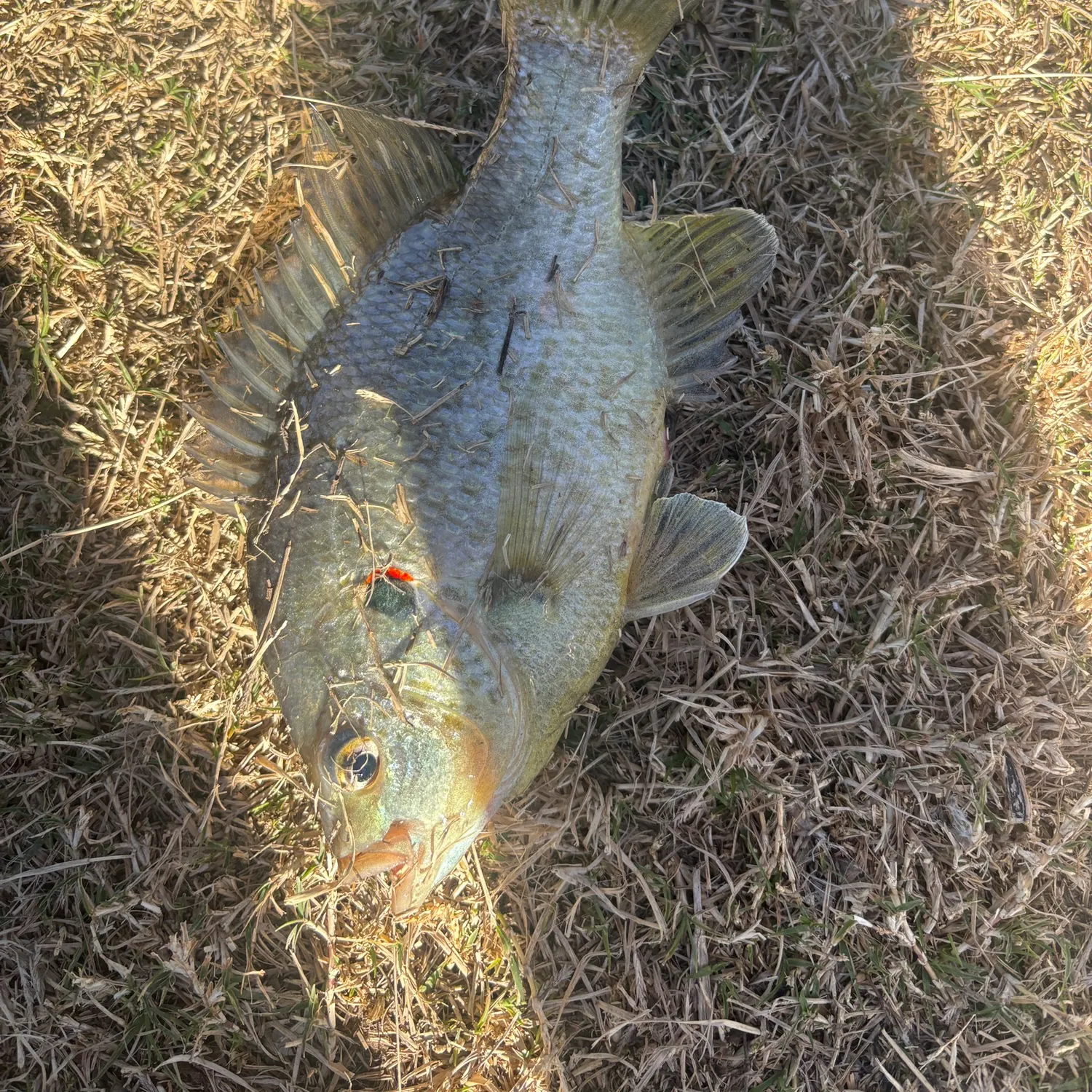 The most recent Redear sunfish catches on Fishbrain