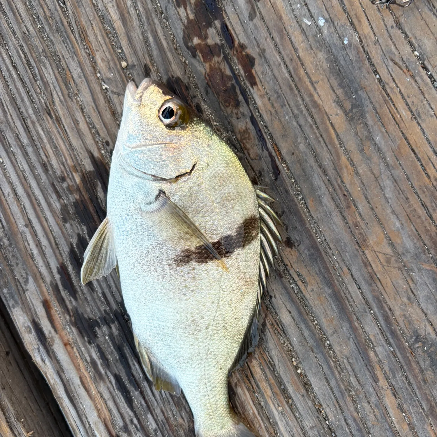 The most recent Sargo catches on Fishbrain
