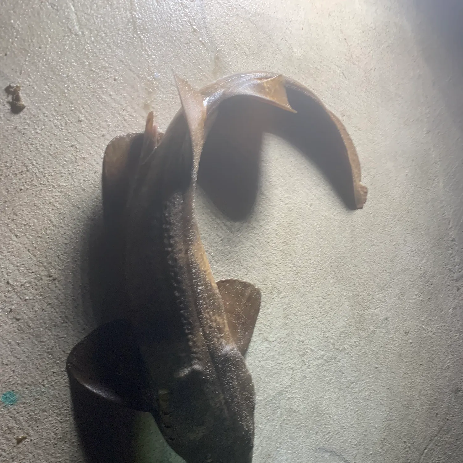 The most recent Port Jackson shark catches on Fishbrain