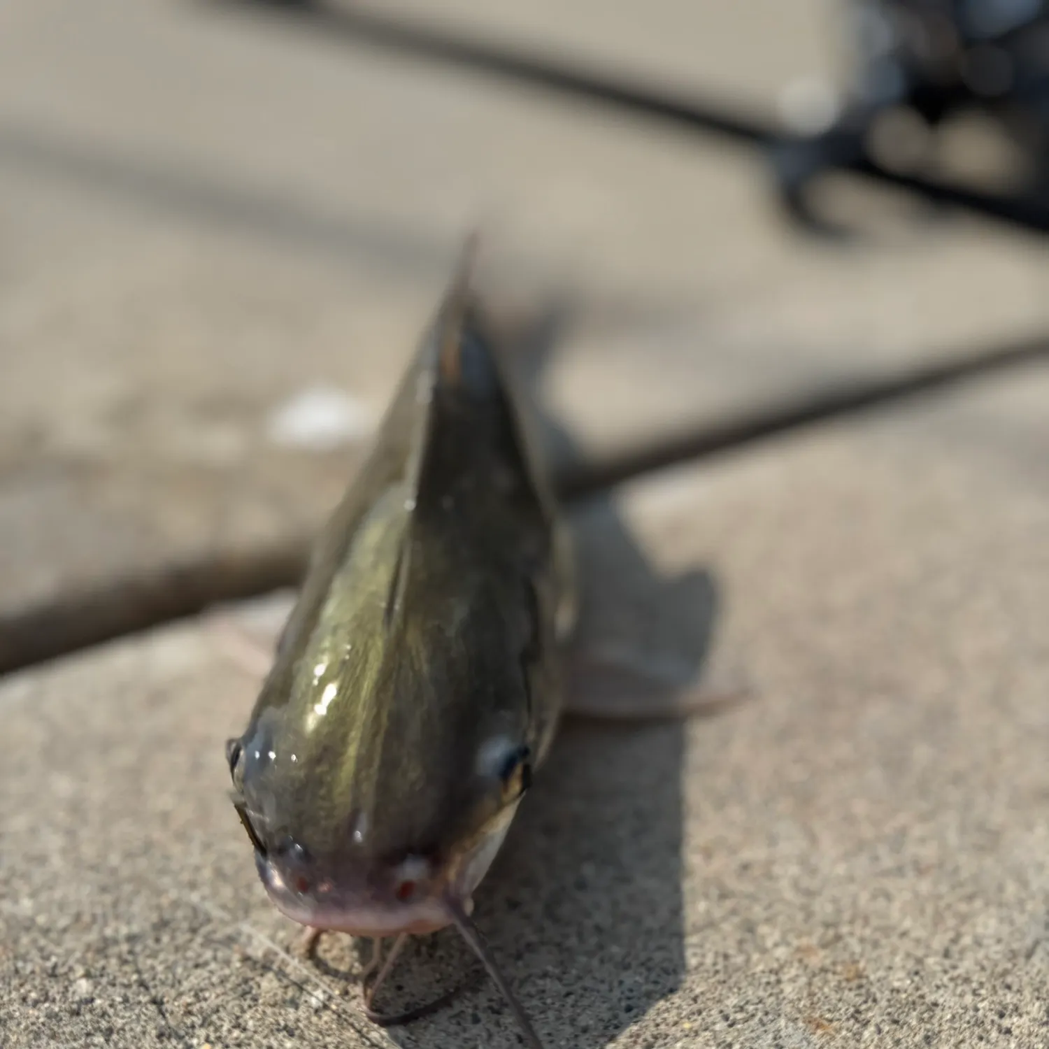 The most recent Giant sea catfish catches on Fishbrain