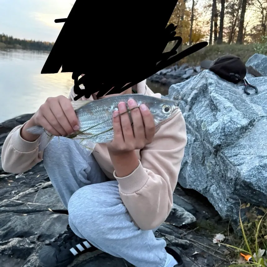 The most recent Mooneye catches on Fishbrain