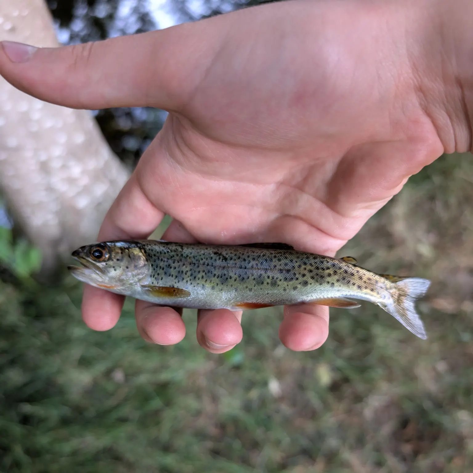 The most recent Coastal cutthroat trout catches on Fishbrain