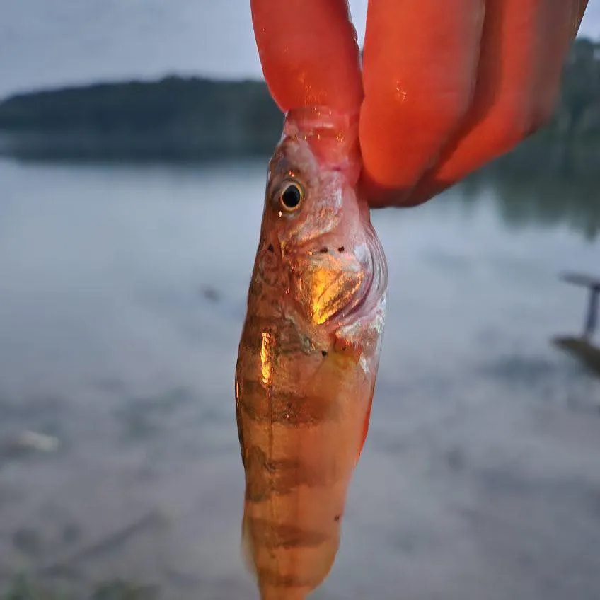 Yellow perch caught on Fishbrain