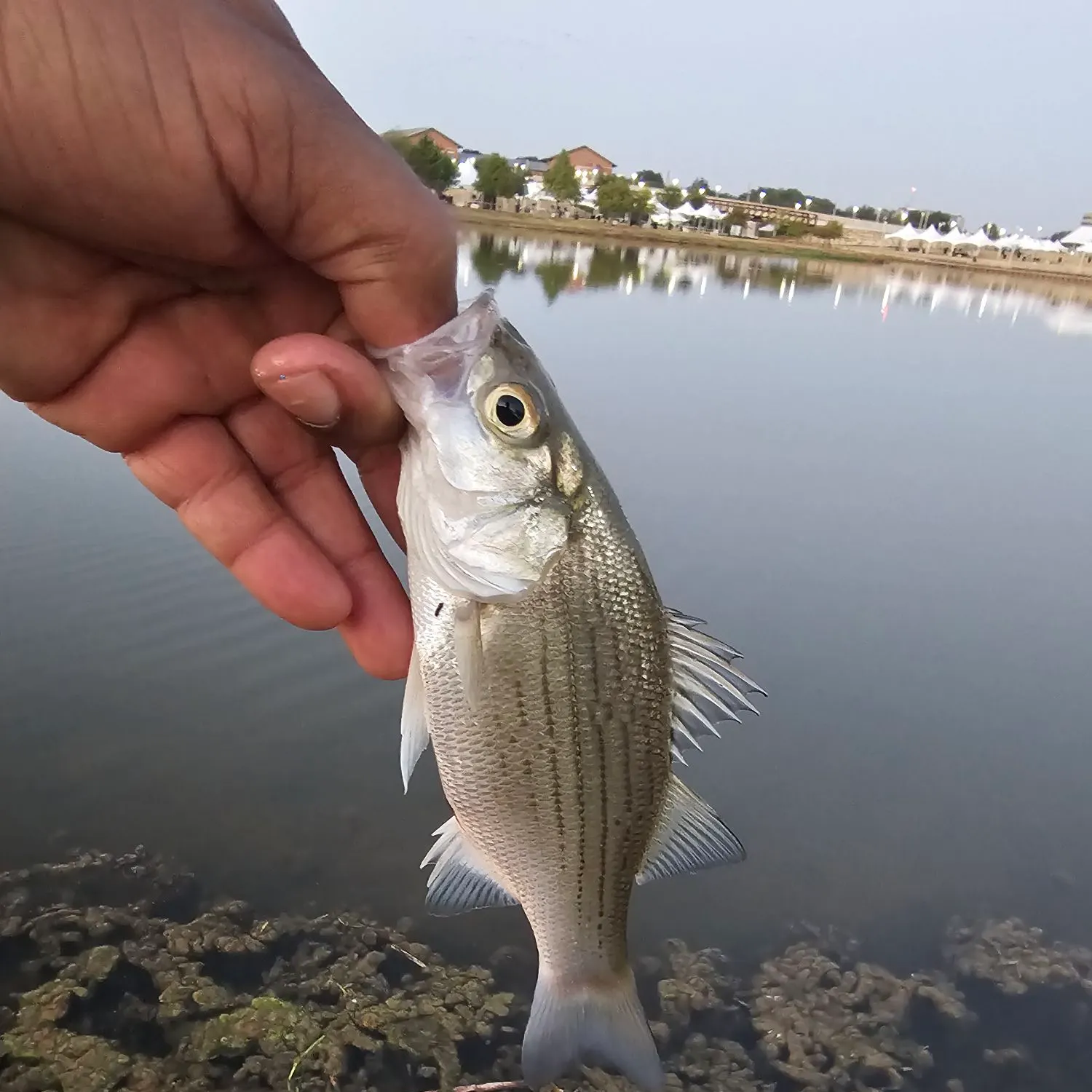 White bass caught on Fishbrain