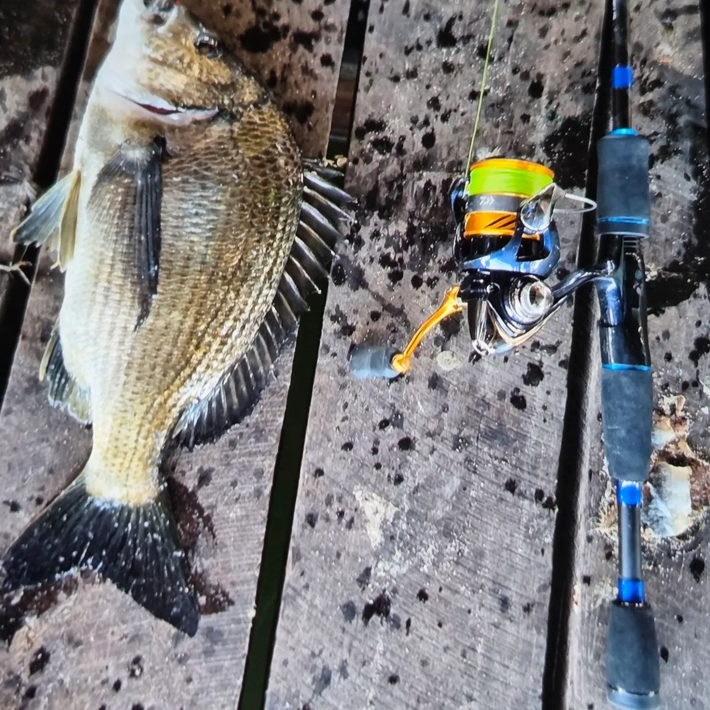 recently logged catches