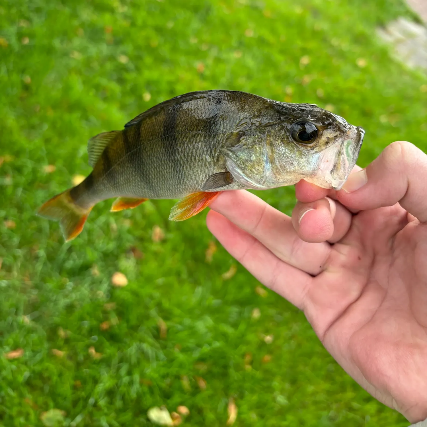 European perch caught on Fishbrain