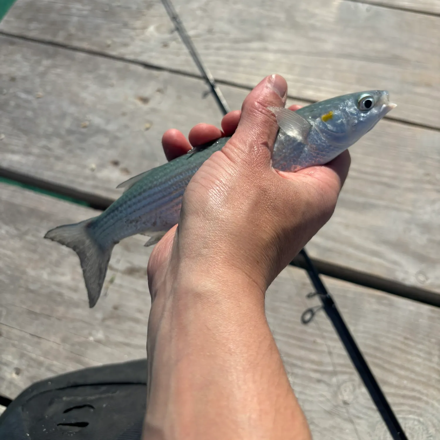 The most recent Golden grey mullet catches on Fishbrain