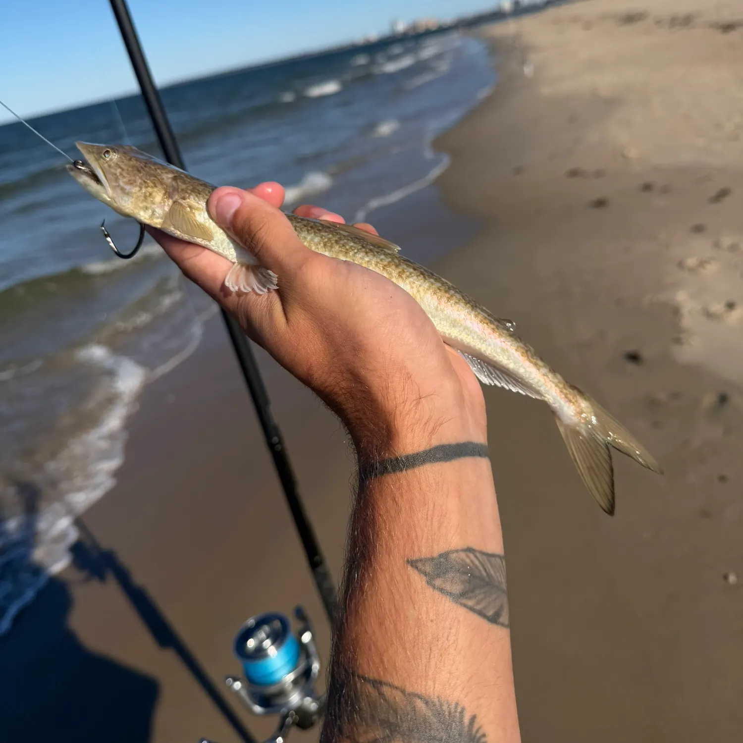 Inshore lizardfish caught on Fishbrain
