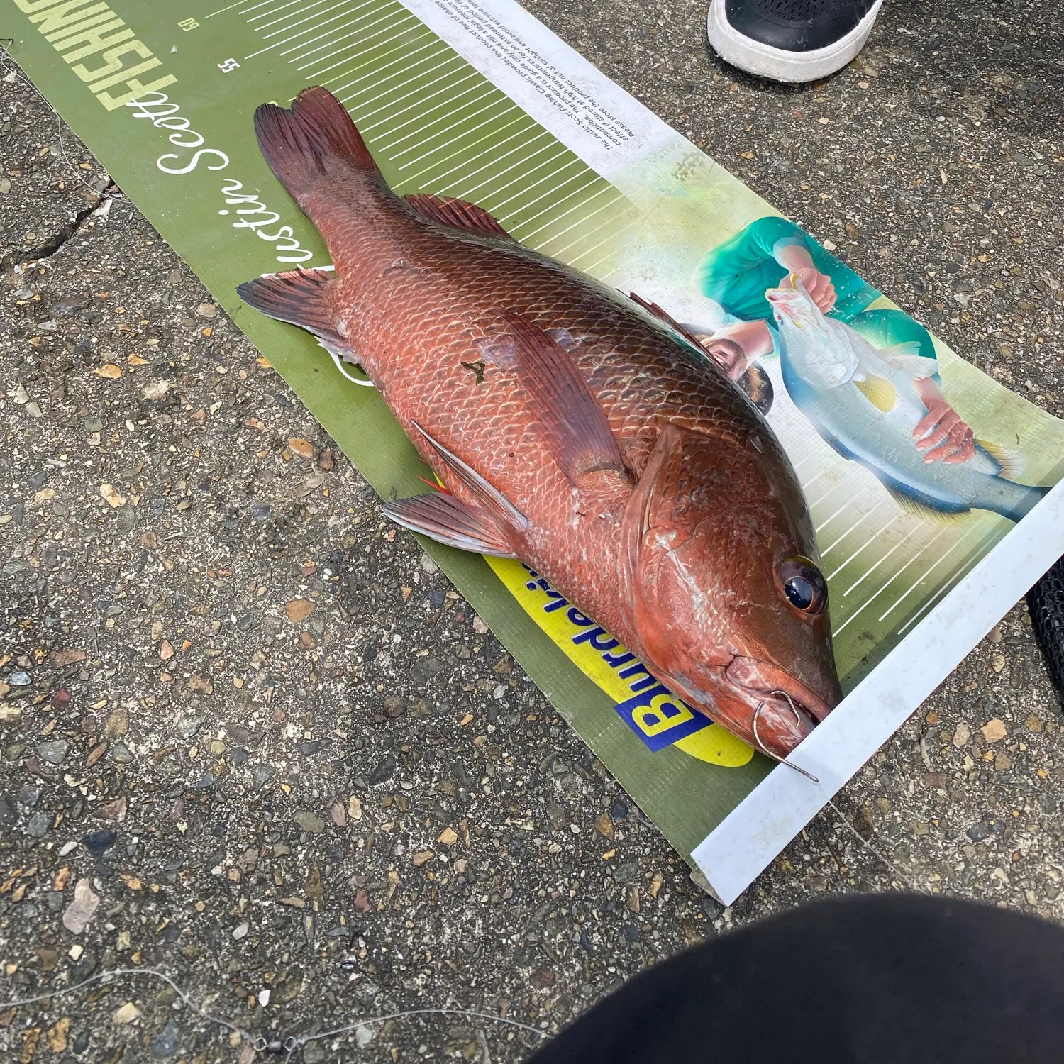 The most recent Mangrove red snapper catches on Fishbrain