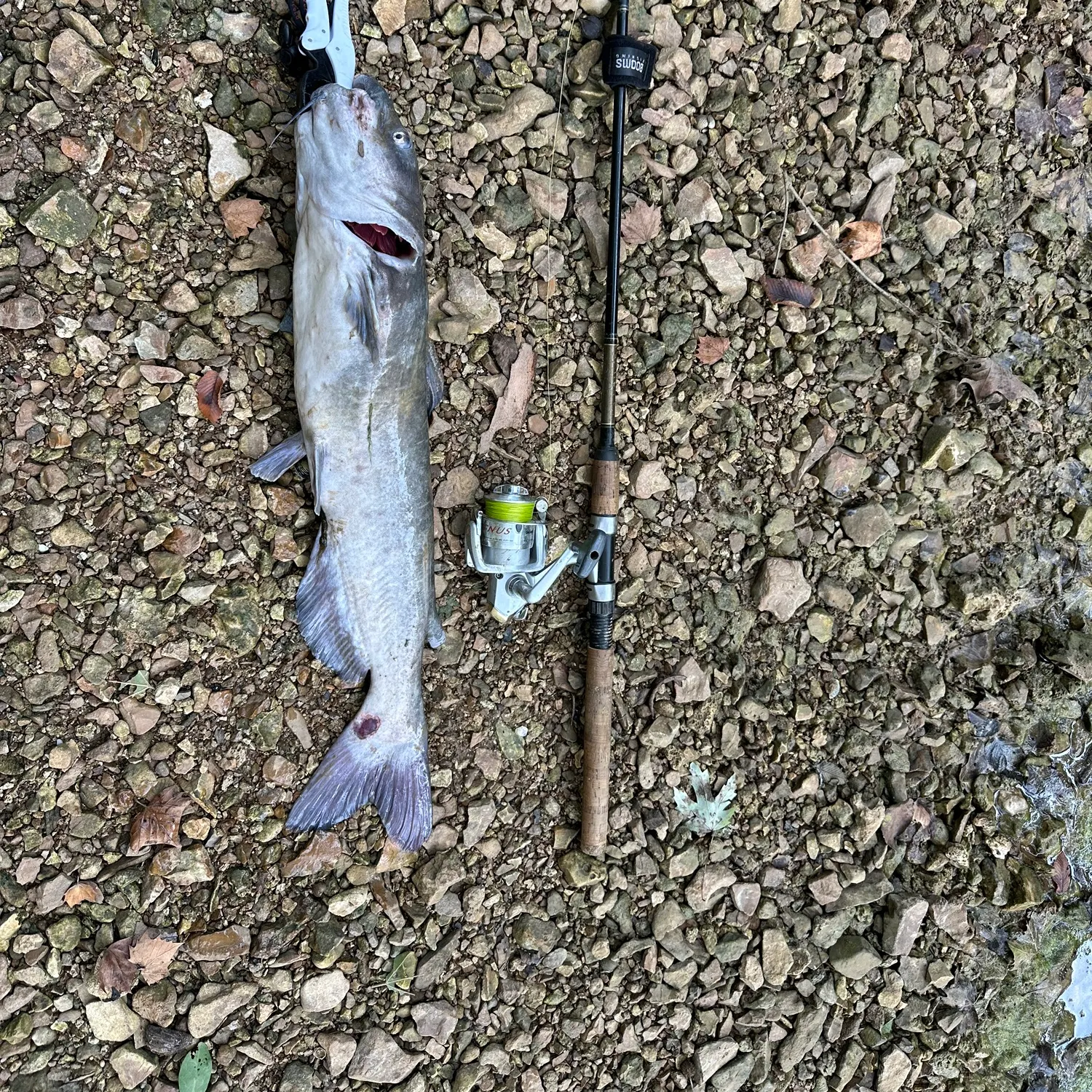 White bullhead caught on Fishbrain