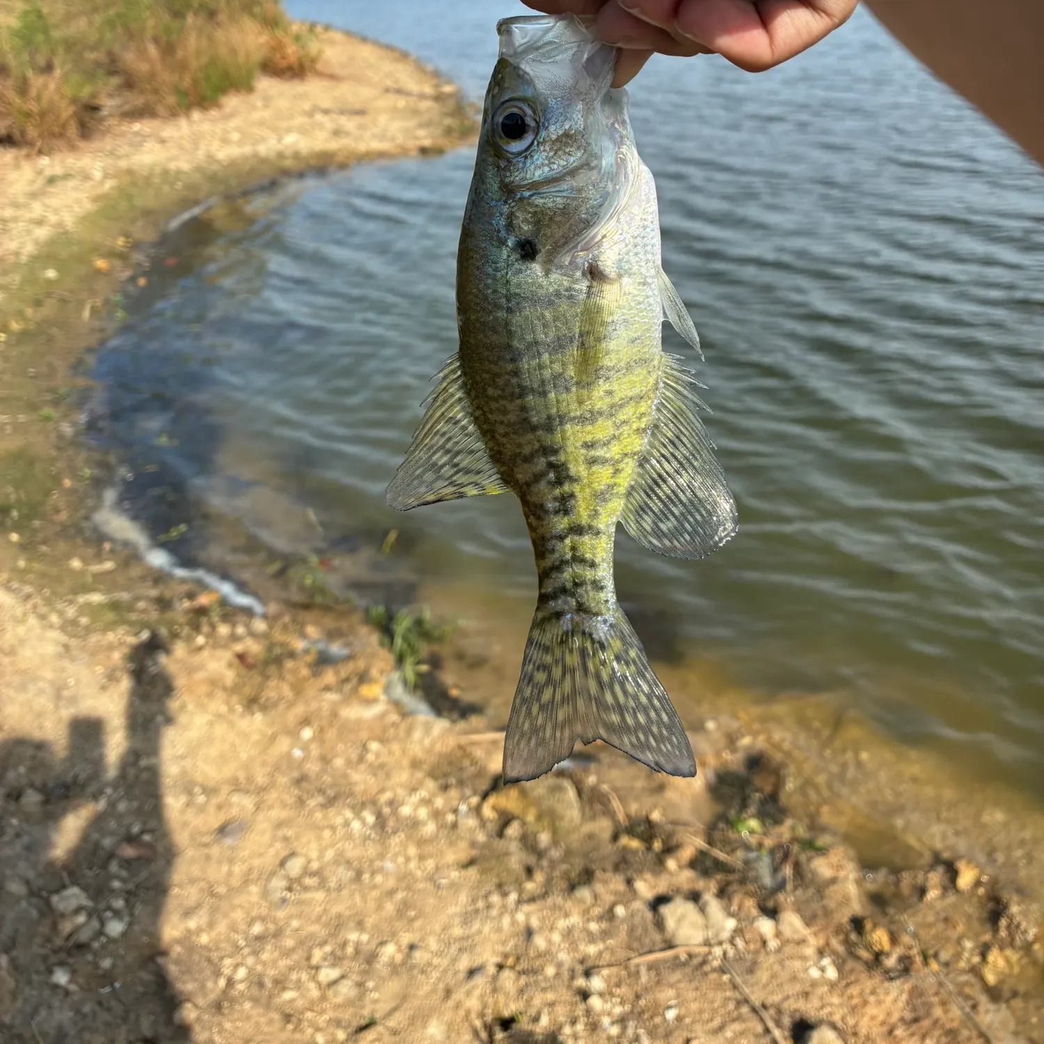 Black crappie caught on Fishbrain