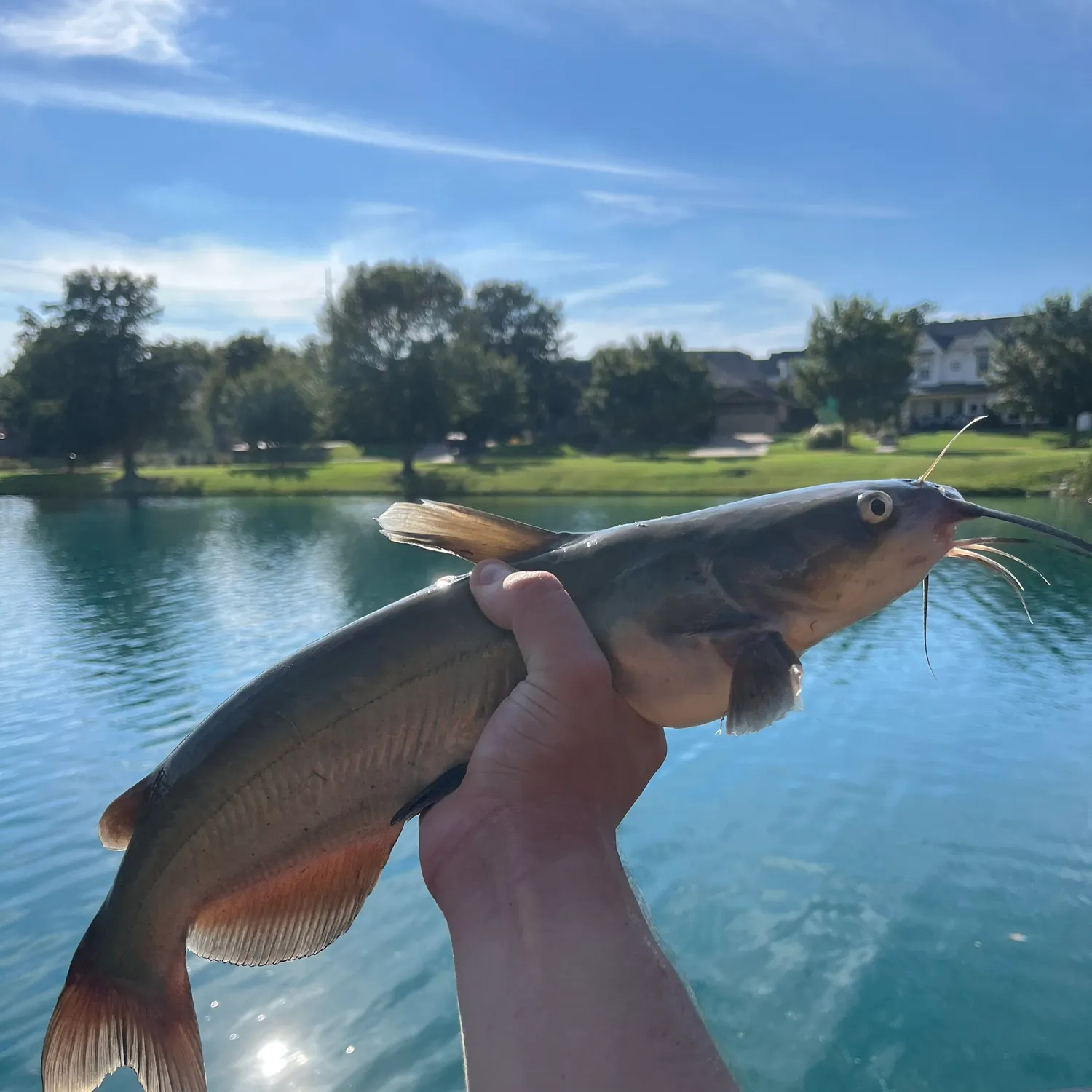Channel catfish caught on Fishbrain