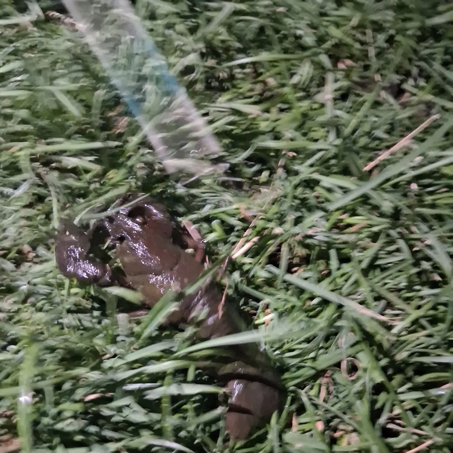 Calico crayfish caught on Fishbrain