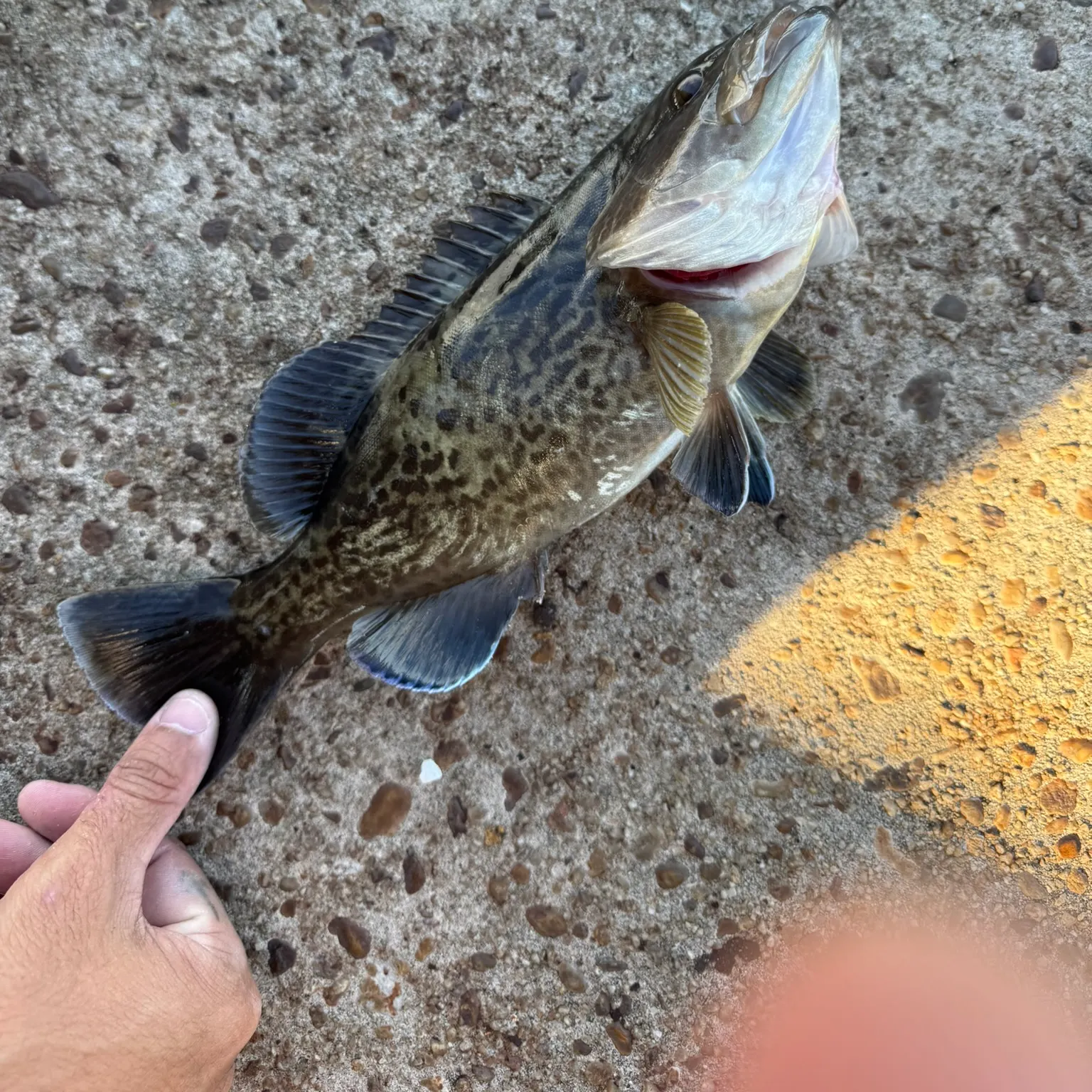 The most recent Gag grouper catches on Fishbrain