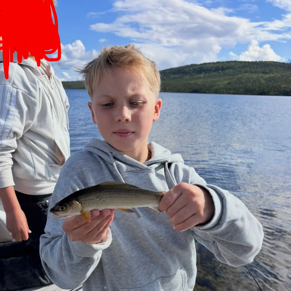 European grayling caught on Fishbrain