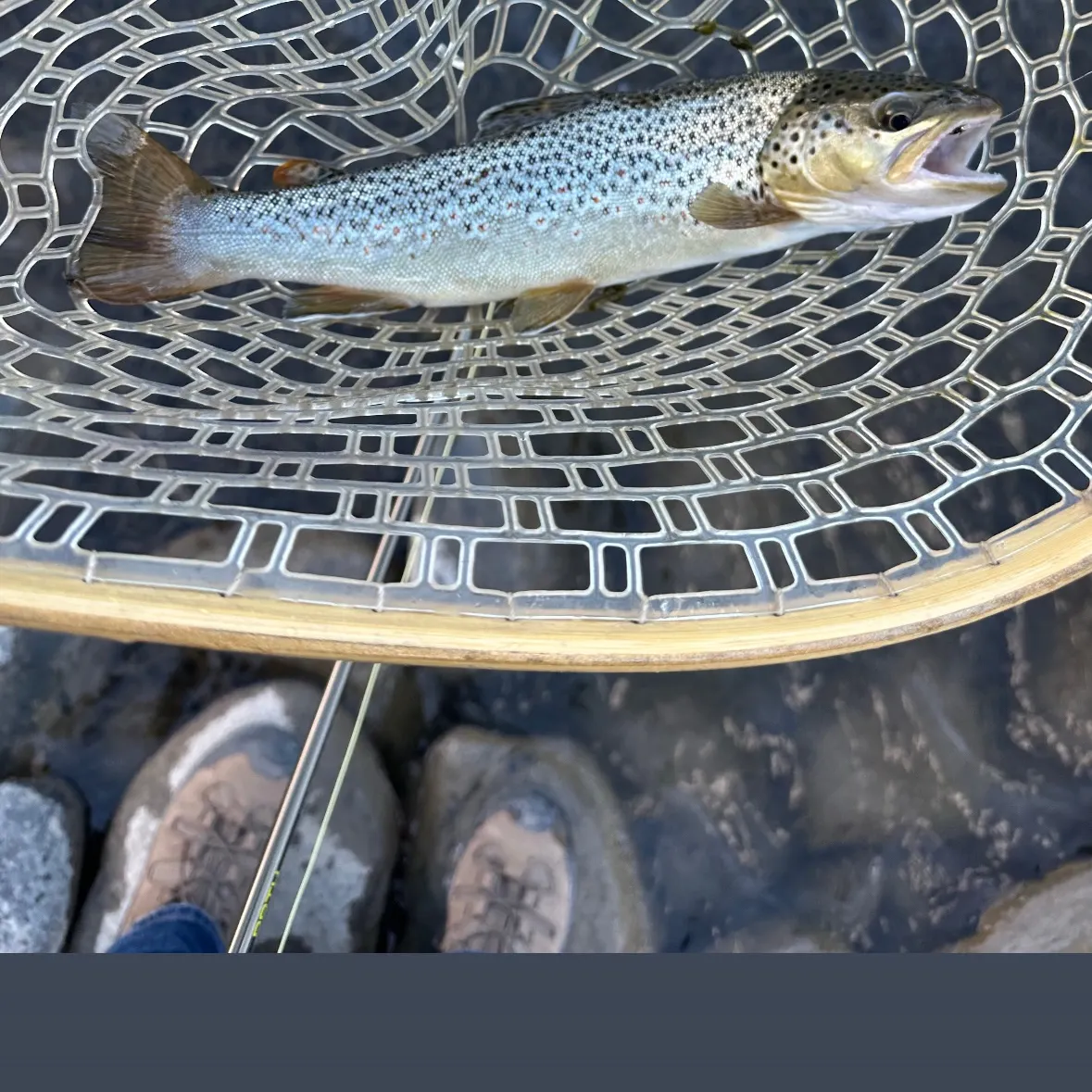 Brown trout caught on Fishbrain