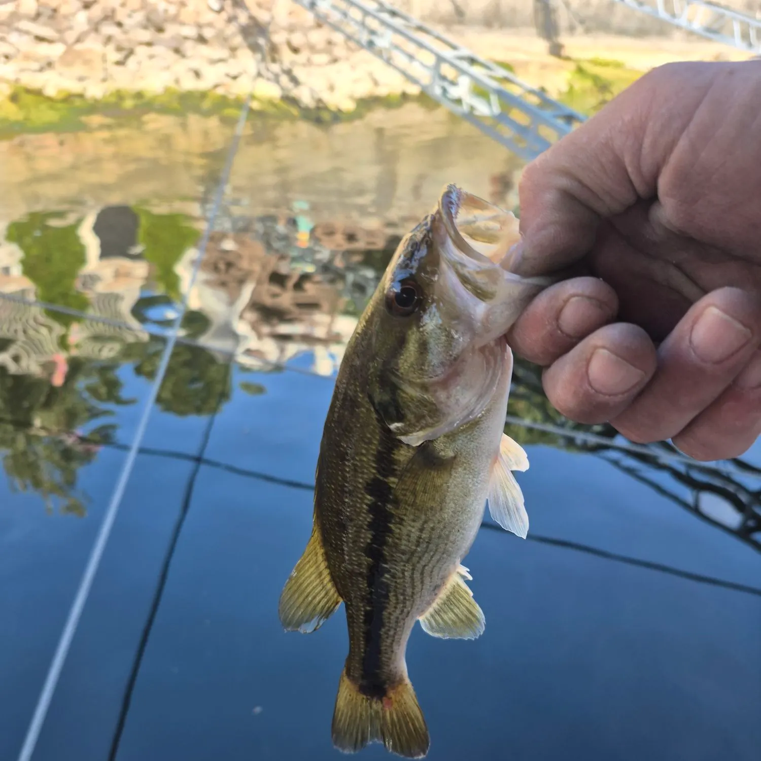Spotted bass caught on Fishbrain