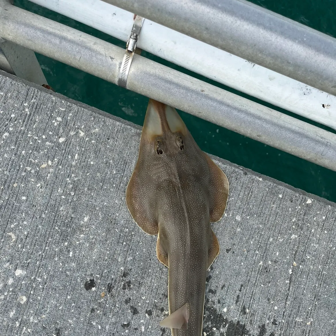 The most recent Atlantic shovelnose guitarfish catches on Fishbrain