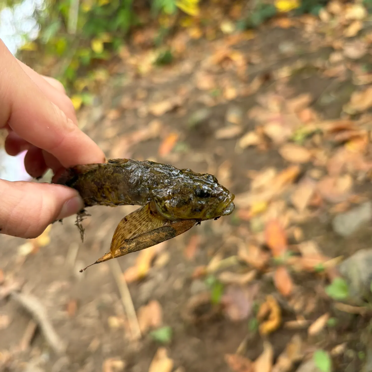 The most recent Prickly sculpin catches on Fishbrain