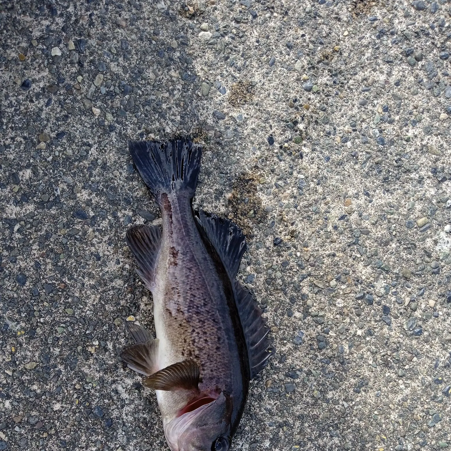 Black rockfish caught on Fishbrain