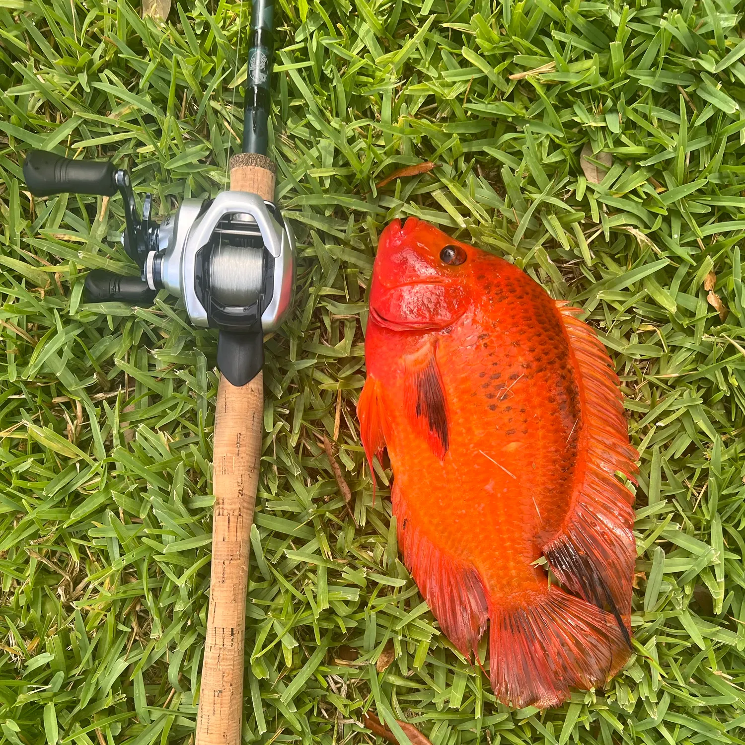 The most recent Midas cichlid catches on Fishbrain